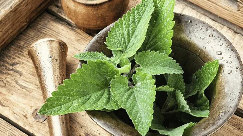 Lemon balm extract for sleep