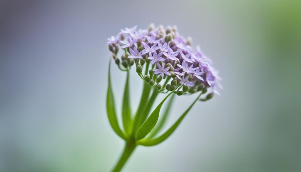 valerian root for sleep