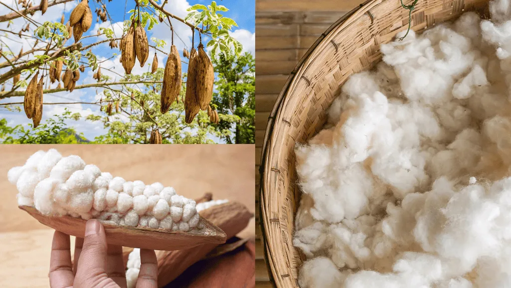 Eco-friendly kapok fiber for sustainable bedding