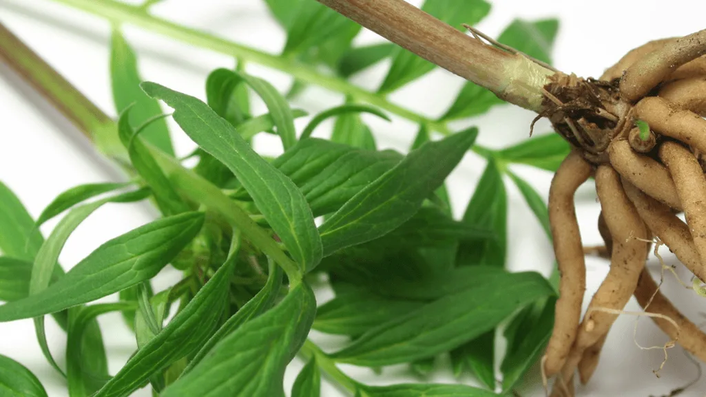 valerian root extract valerian root extract